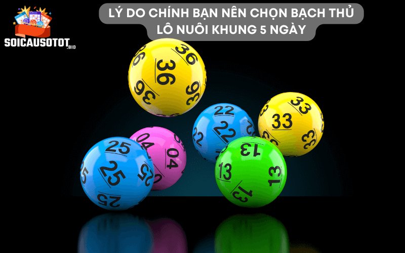 Lý do chính bạn nên chọn bạch thủ lô nuôi khung 5 ngày