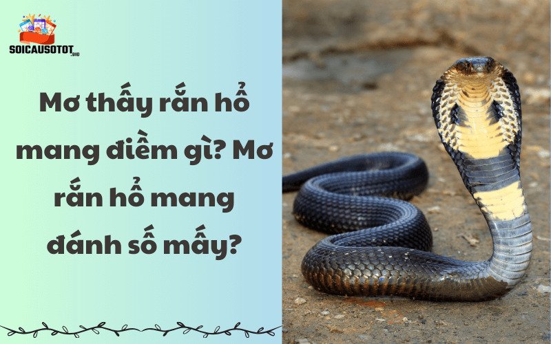 Ý nghĩa của giấc mơ thấy rắn hổ mang theo ngày 