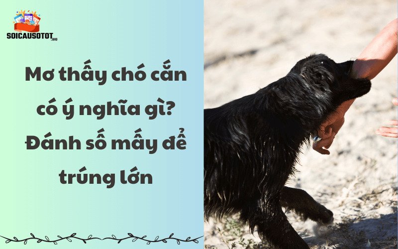 Mơ bị chó cắn có ý nghĩa gì? 