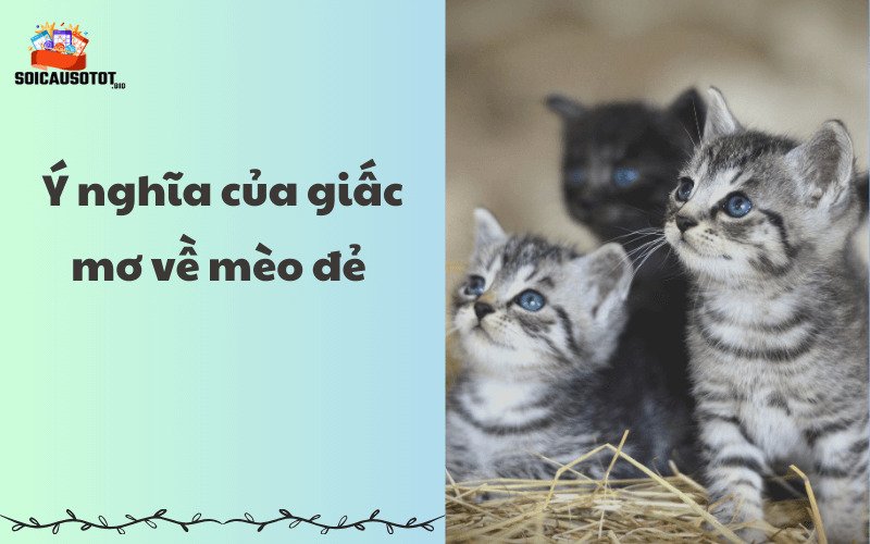 Ý nghĩa của giấc mơ về mèo đẻ 