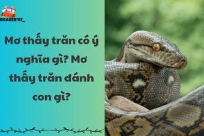 Mơ thấy trăn có ý nghĩa gì? Mơ thấy trăn đánh con gì?