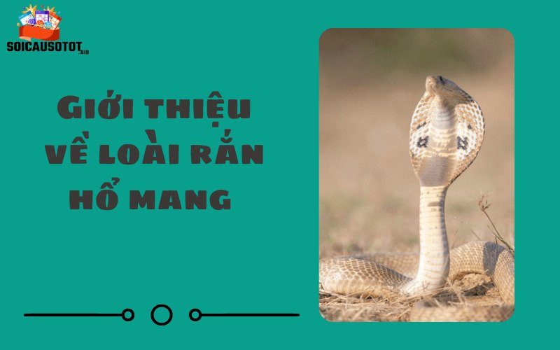 Giới thiệu về loài rắn hổ mang 