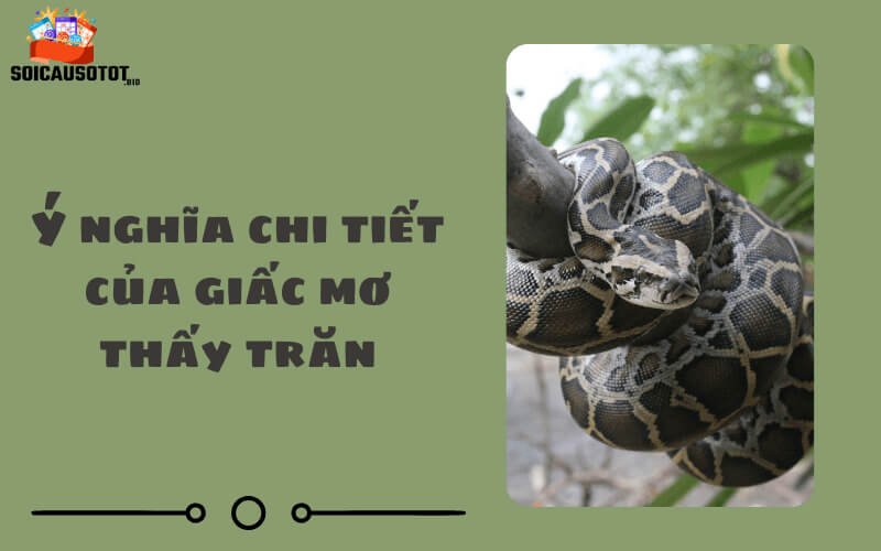 Mơ thấy con trăn có ý nghĩa gì? 