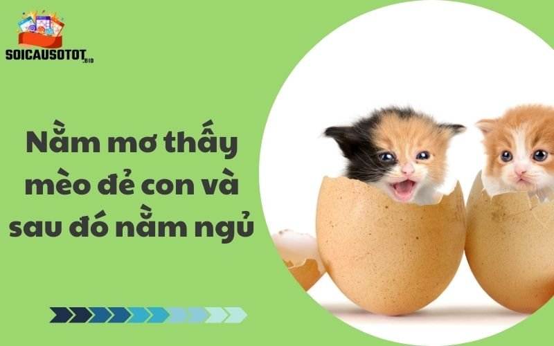 Nằm mơ thấy mèo đẻ con và sau đó nằm ngủ