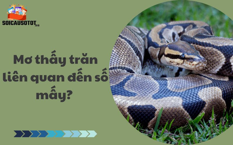 Mơ thấy trăn liên quan đến số mấy? 