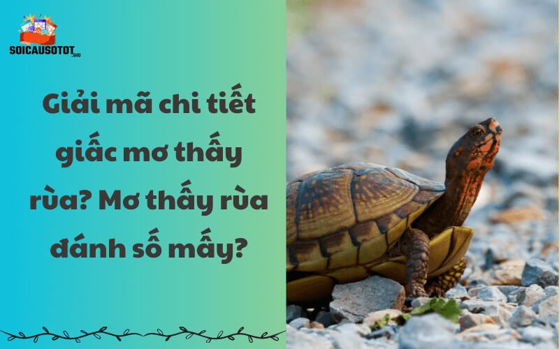 Mơ thấy rùa bò trên cỏ