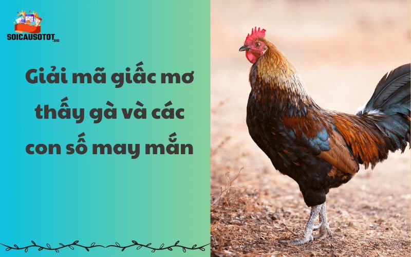 Giải mã giấc mơ thấy gà và các con số may mắn