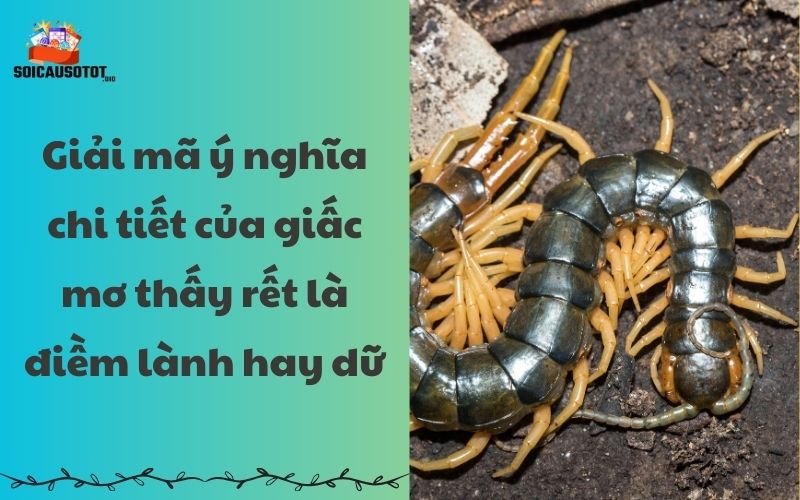 Giải mã ý nghĩa chi tiết của giấc mơ thấy rết 