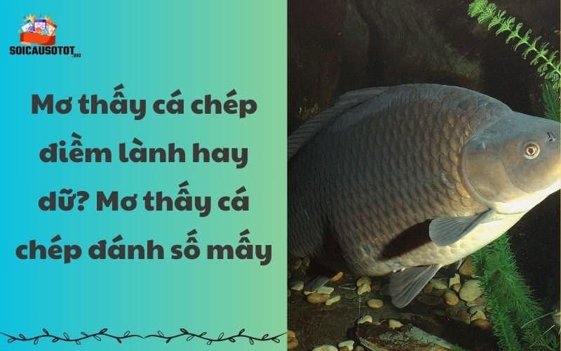 Phụ nữ mang thai mơ thấy cá chép