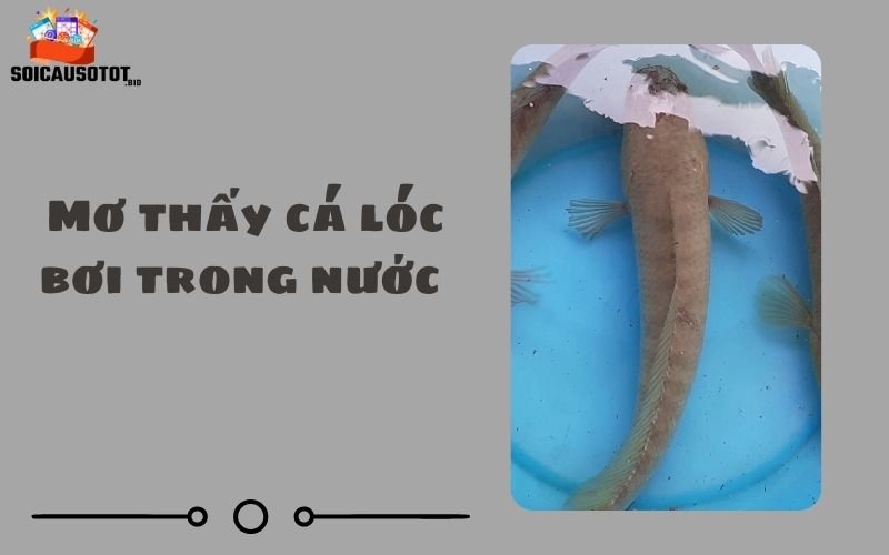 Mơ thấy cá lóc bơi trong nước 