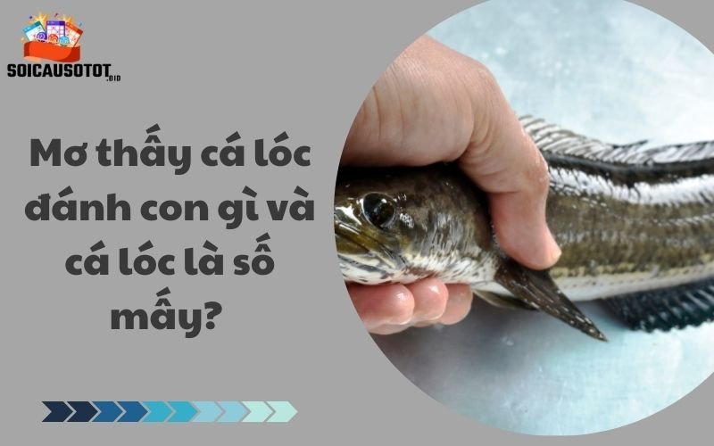 Mơ thấy cá lóc đánh con gì và cá lóc là số mấy? 