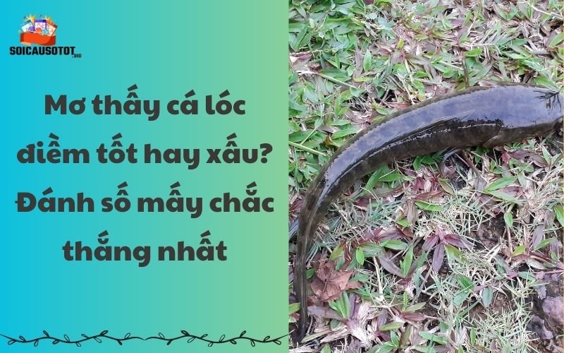 Giải mã giấc mơ thấy cá lóc là điềm tốt hay xấu?