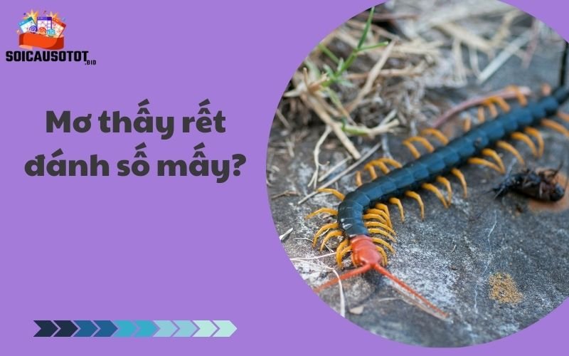 Mơ thấy rết đánh số mấy?