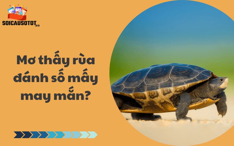 Mơ thấy rùa đánh số mấy may mắn?