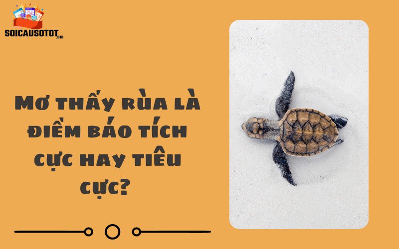 Mơ thấy rùa là điềm báo tích cực hay tiêu cực? 