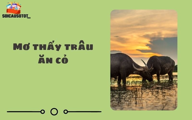 Mơ thấy trâu ăn cỏ