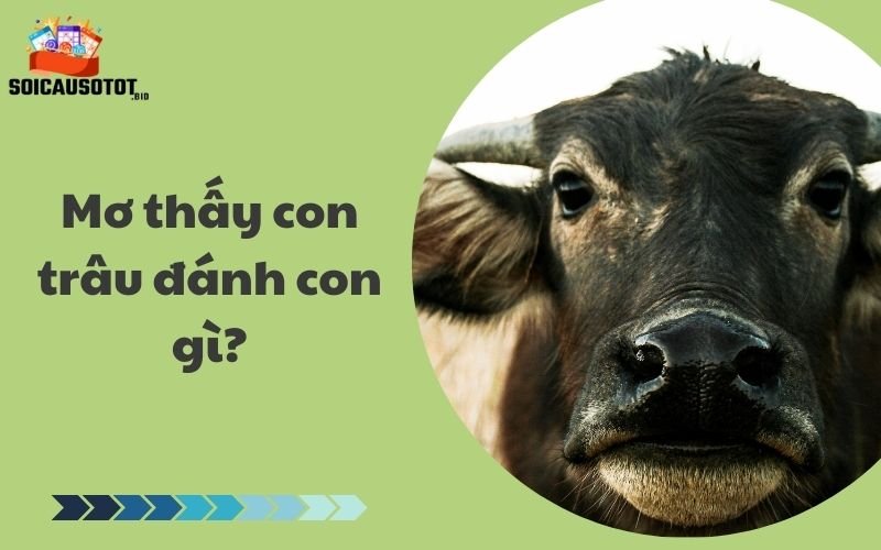 Con trâu là số mấy? Mơ thấy con trâu đánh con gì?