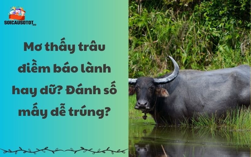 Mơ thấy trâu điềm báo lành hay dữ?