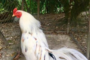 Đá gà nòi Luck8: Bắt cửa trên hay cửa dưới lời hơn?