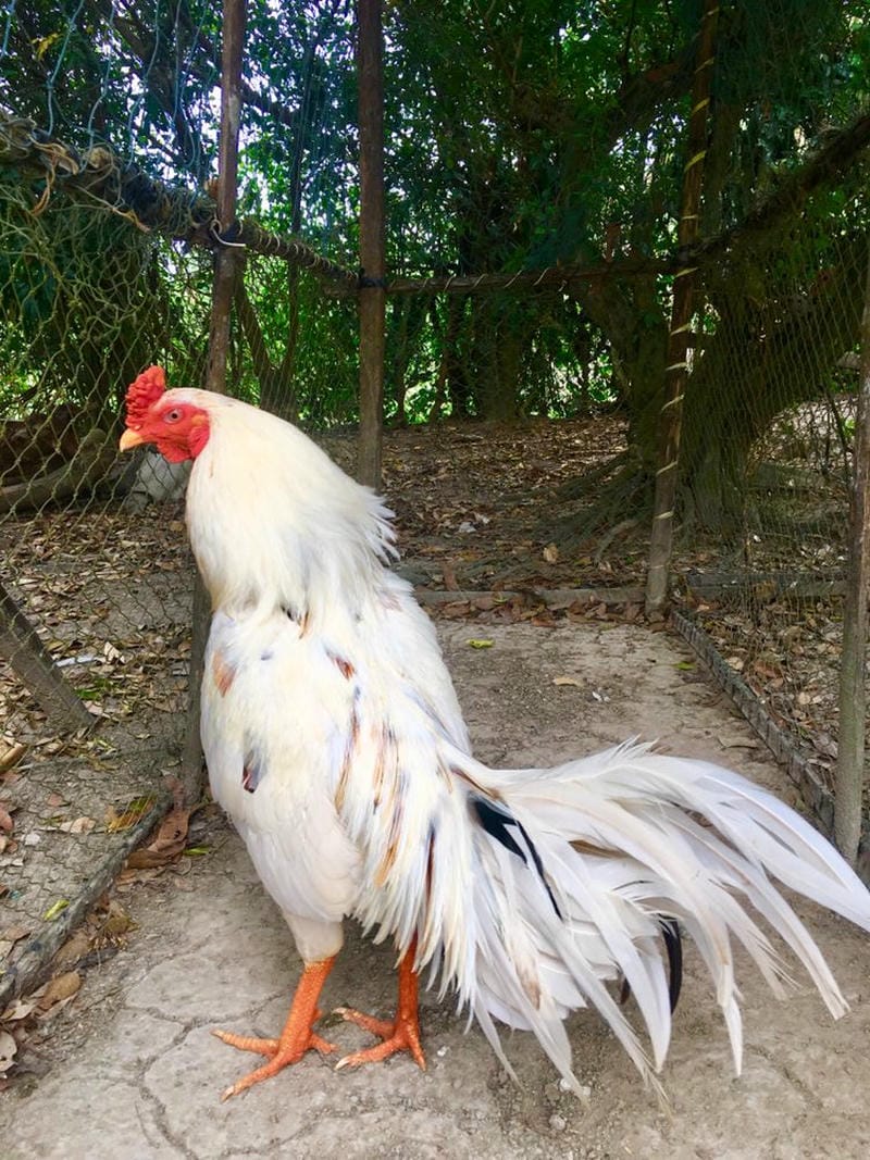 Lợi Ích Và Hạn Chế Của Từng Lựa Chọn Tại Luck8