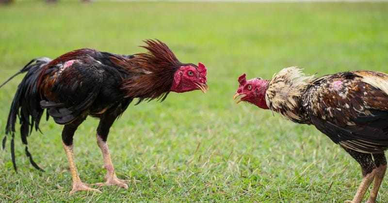 Biểu hiện vận động và hành vi bất thường của gà đá