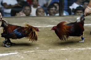 Nhận biết gà đá thiếu chất chính xác nhất tại Luck8